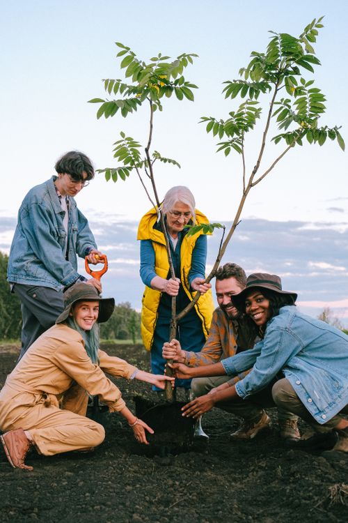 People working together to plant a tree